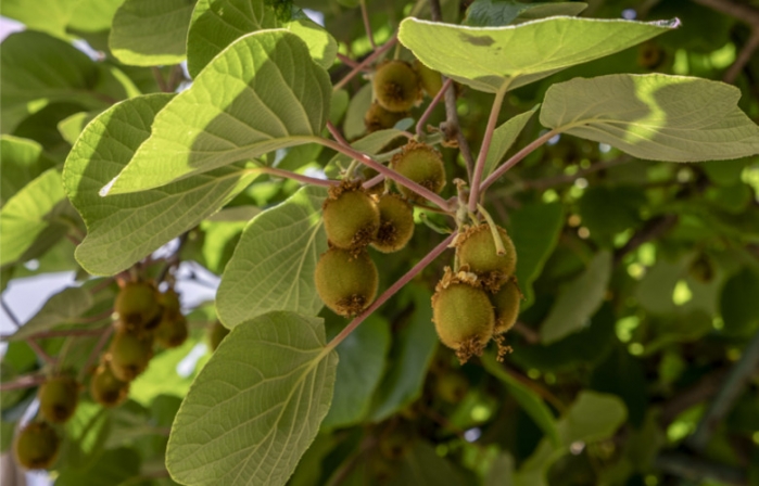 mini-kiwi.jpg