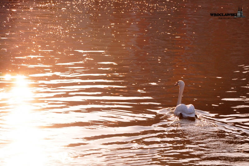 DSC_0104.jpg