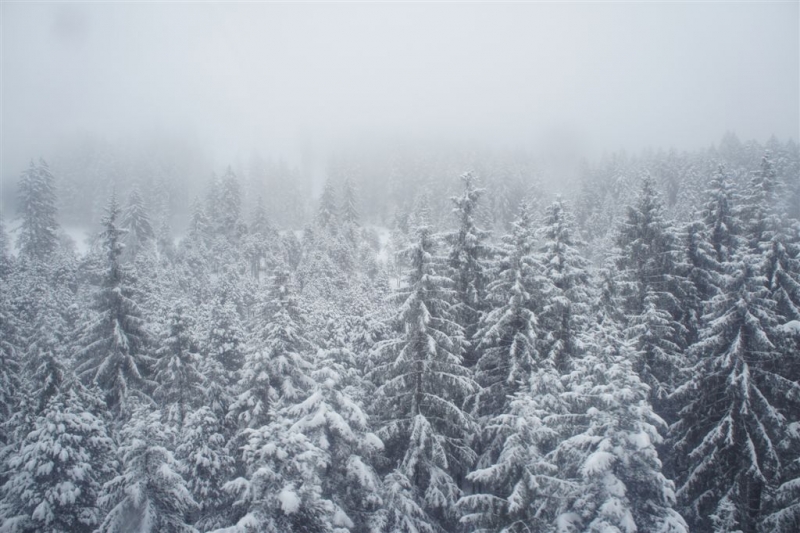 雾雪松林.JPG