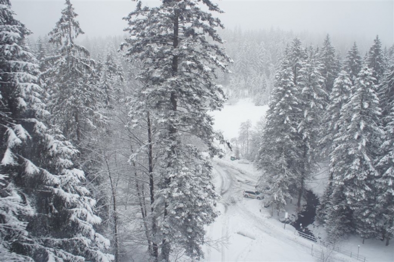 雾雪松林-1.JPG