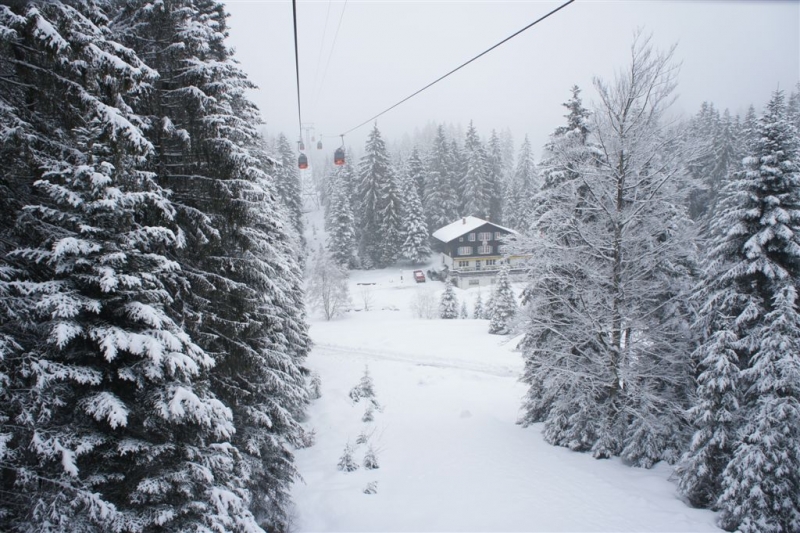 雾雪松林-2.JPG