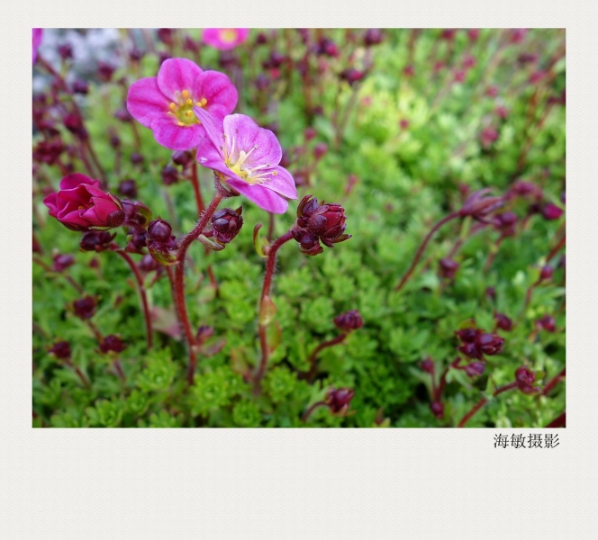 DPP_001_副本_副本.jpg