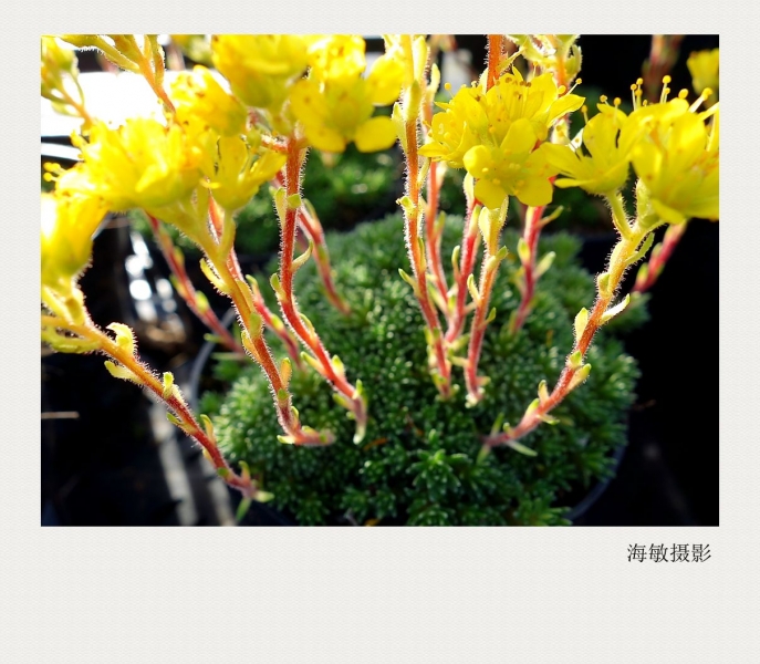 DPP_012_副本.jpg