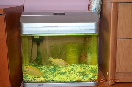 鱼缸.JPG