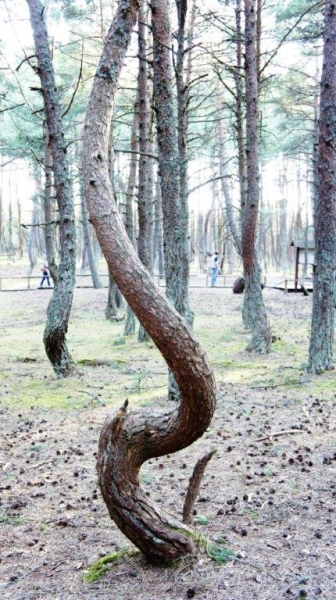 7-会跳舞的树.jpg